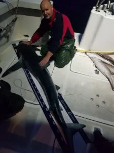 Blue shark measured and tagged on Silver Dawn