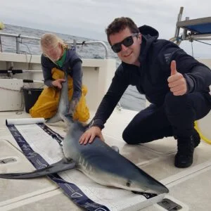 Blue shark measured and tagged by scientistson Silver Dawn