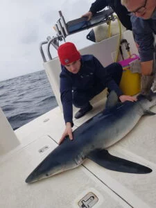 Blue shark measured and tagged on shark fishing charter Silver Dawn