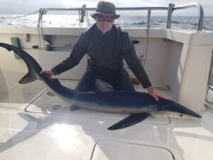 Blue shark out on shark fishing charter on Silver Dawn
