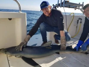 Blue shark measured and tagged on Silver Dawn