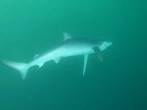 Blue shark in water taken by underwater camera