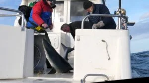 Blue shark being released on Silver Dawn