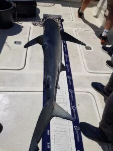 Blue shark measured and tagged on Silver Dawn
