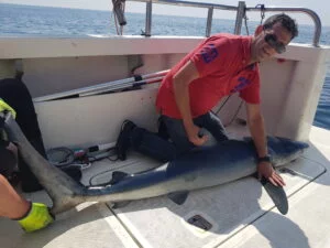 Blue shark caught on a shark fishing charter
