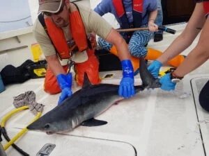 Blue shark tagged by scientists on Silver Dawn's deck
