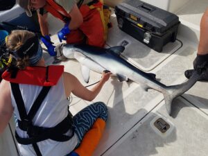 Blue shark measured and tagged on Silver Dawn