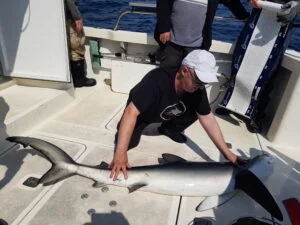 Blue shark on deck during shark fishing charter