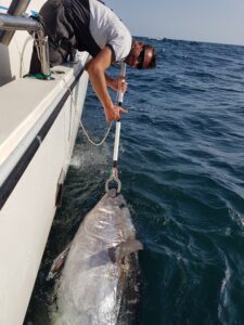 Bluefin tuna tagged in water by Silver Dawn