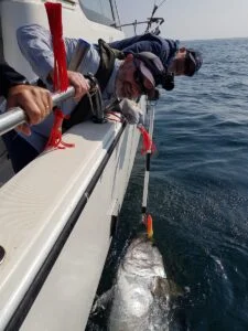 Bluefin tuna tagged in water