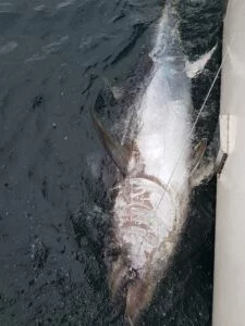 Bluefin tuna tagged in water by Silver Dawn