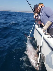 Bluefin tuna tagged in water by Silver Dawn