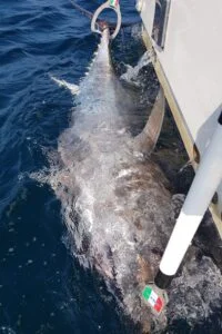 Bluefin tuna tagged at side of Silver Dawn