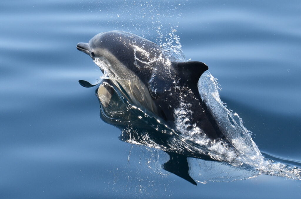 Common Dolphin jumping out of the water on a wildlife charter