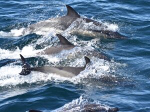 Four common dolphins swimming in a line