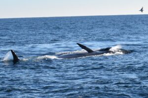 Fin whale on his side in water