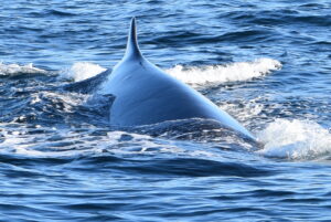 Fin whale in water