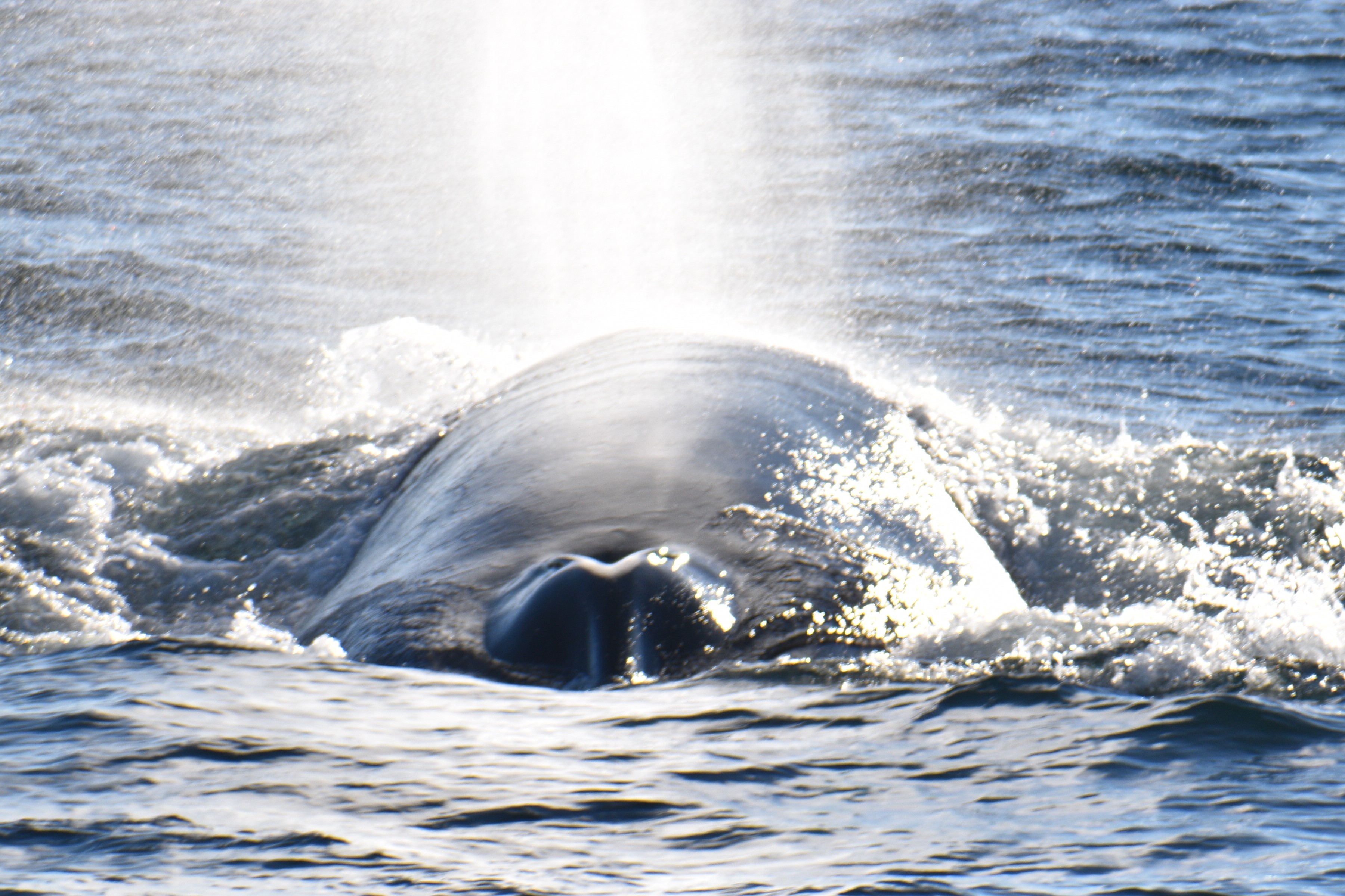 Fin whale blowing during wildlife charter