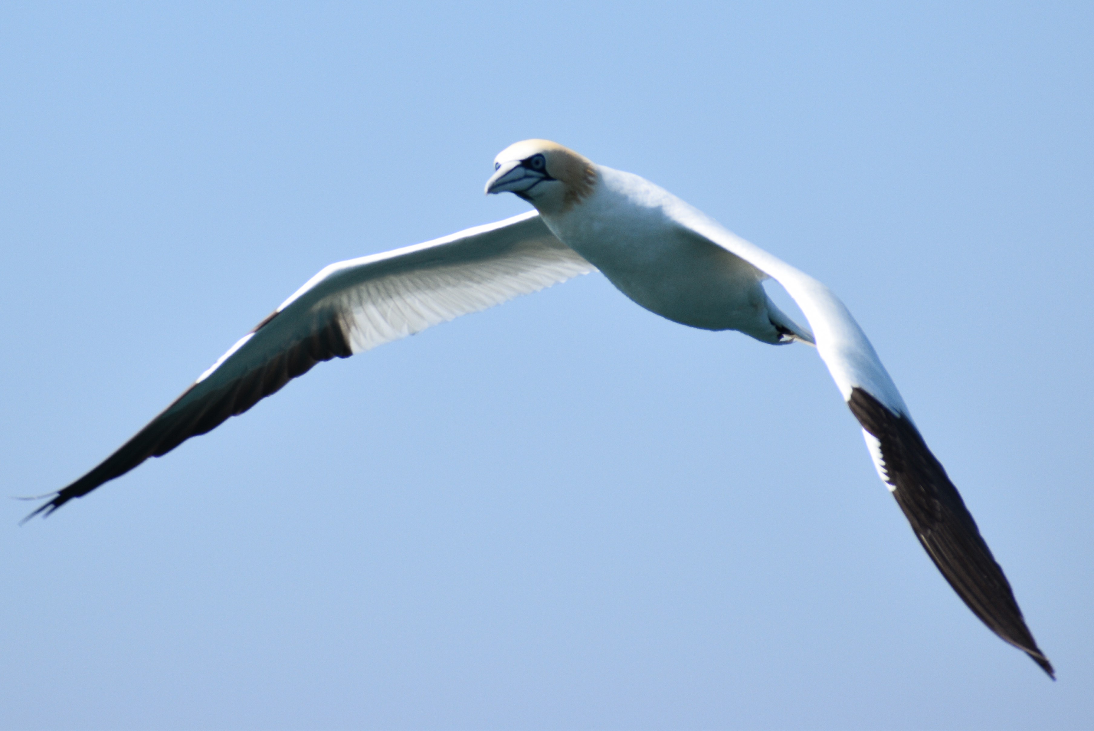Gannet in flight during wildlife charter