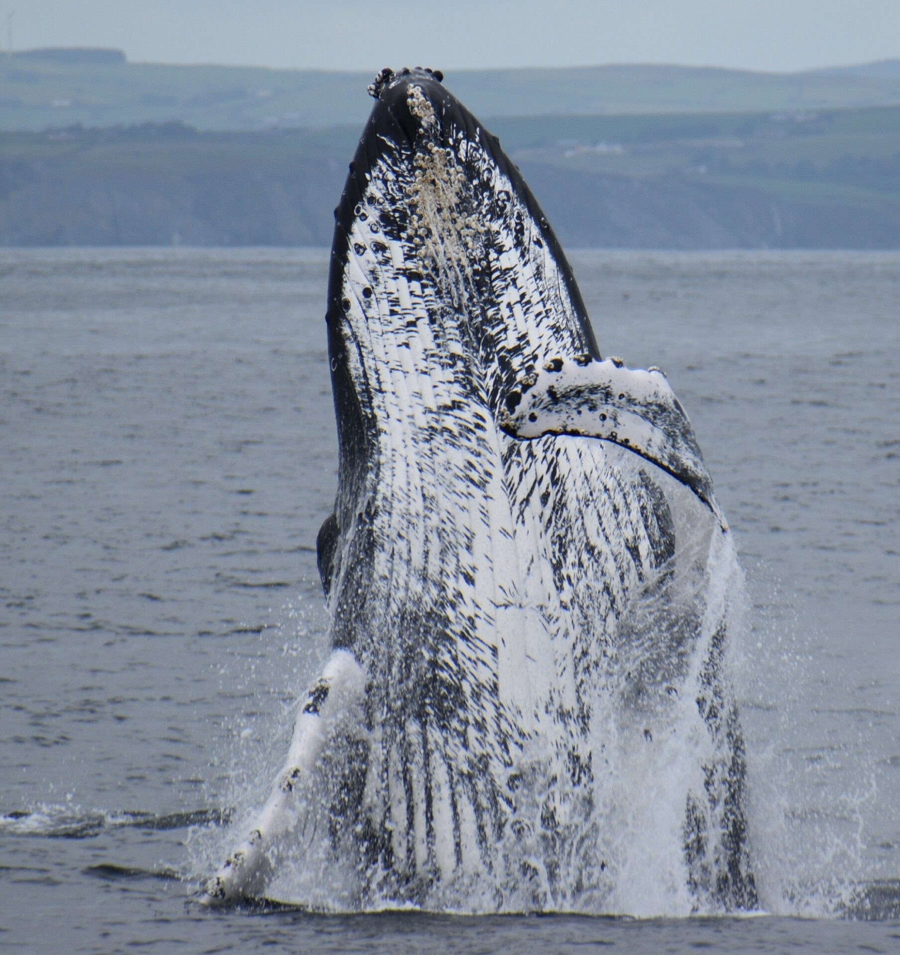 Humpback whale breaching vertically