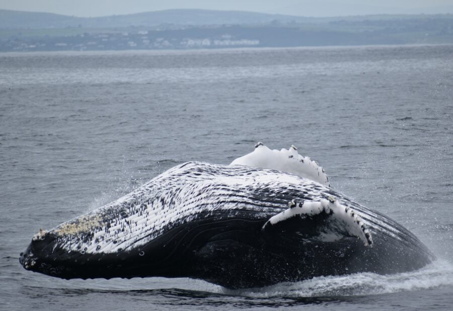 Humpback Whale flipping on his back