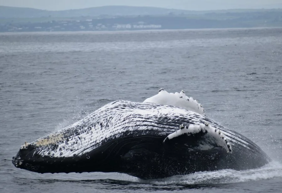 Humpback Whale flipping on his back