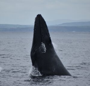 Humpback Whale breaching vertically