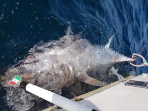 Bluefin tuna in water by Silver Dawn