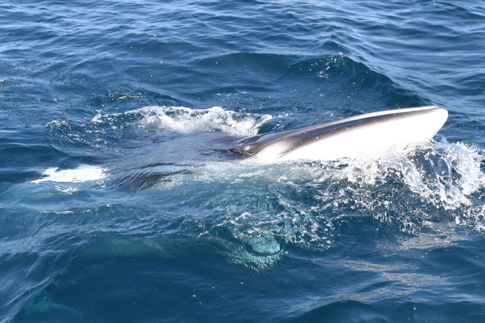Minke Whale taking a peak at Silver Dawn