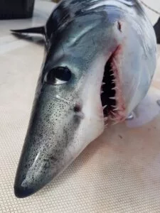 Close up of porbeagle's head on Silver Dawn's head