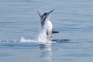 Risso's dolphin jumping out of water