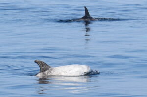 Two risso's dolphins on wildlife charter