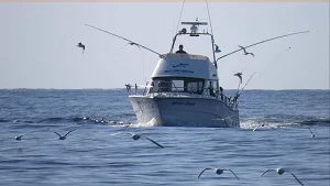 Silver Dawn fishing for bluefin tuna