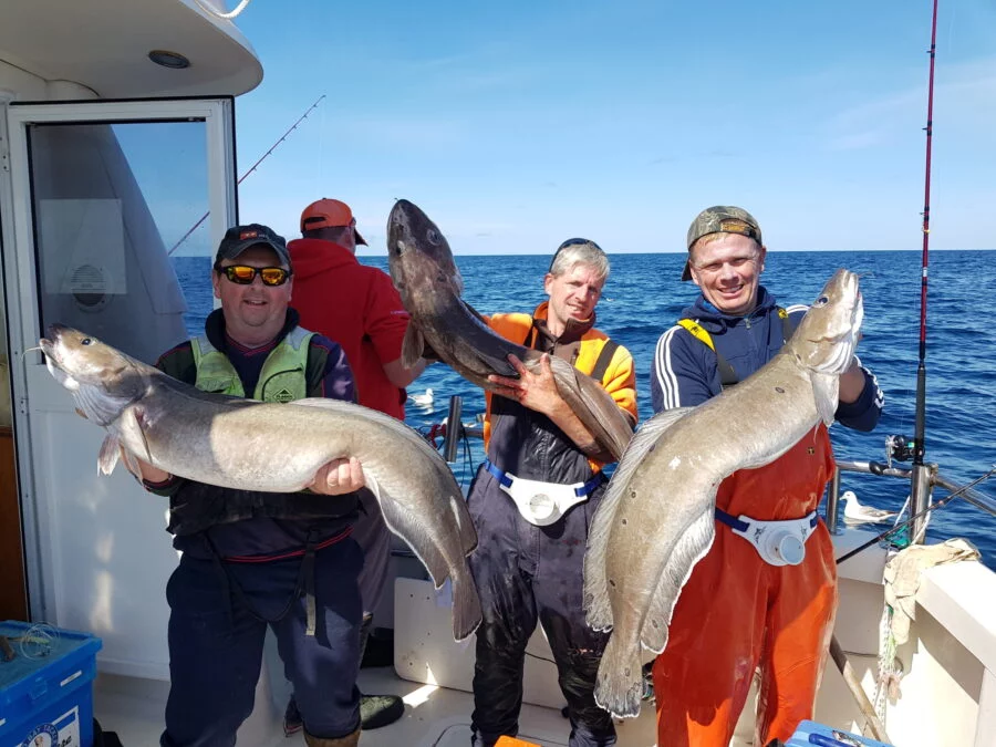 Three wreck fishing ling caught during one of Silver Dawn's big game angling charters